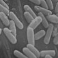 bactéries (X 875)